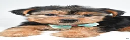 Yorkshire Terrier dogs for sale: Dolly - Ad 3
