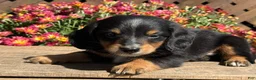 Miniature Dachshund dogs for sale: Lucky - Ad 4