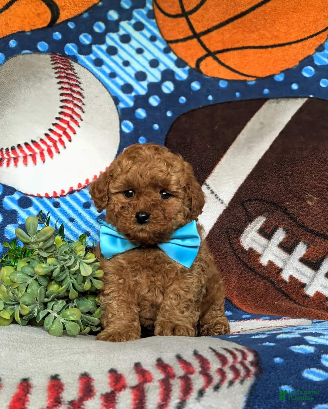 Toy Poodle dogs for sale: Lewis 9 lbs Full Grown - Ad 1