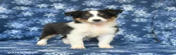 Shetland Sheepdog dogs for sale: Pepper - Ad 3