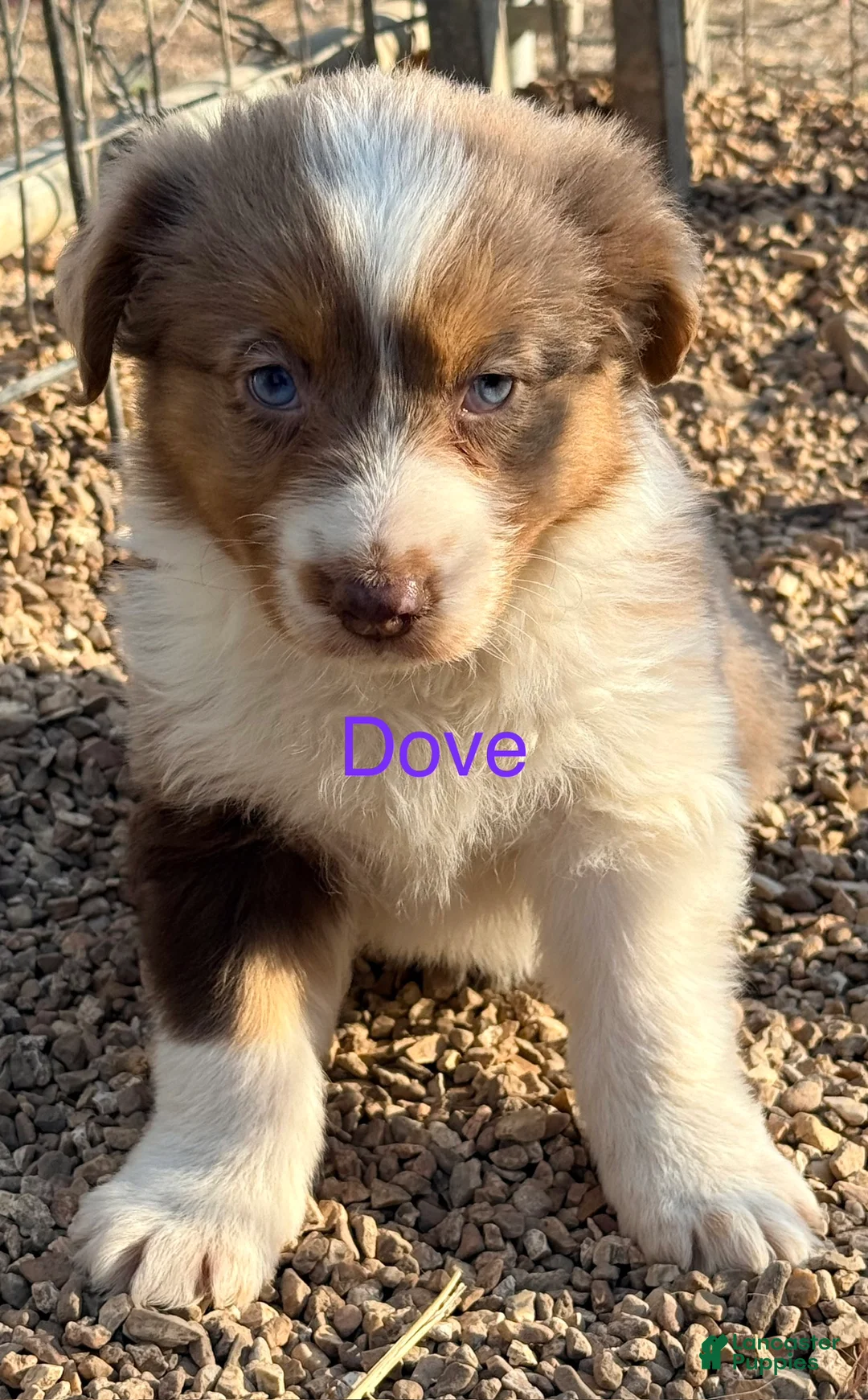 Australian Shepherd dogs for sale: Dove - Ad 1