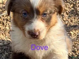 Australian Shepherd dogs Dove - Ad 16
