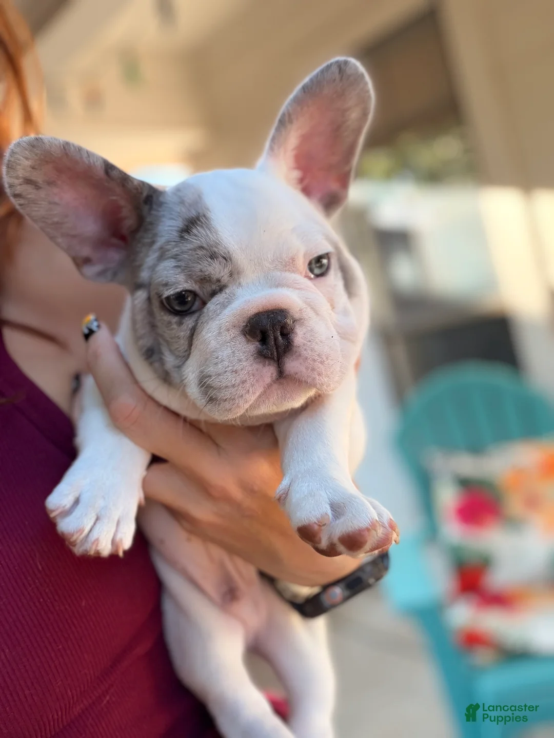 French Bulldog dogs for sale: Bear - Ad 1