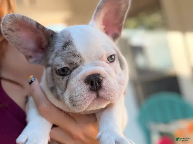 French Bulldog dogs for sale: Bear - Ad 2