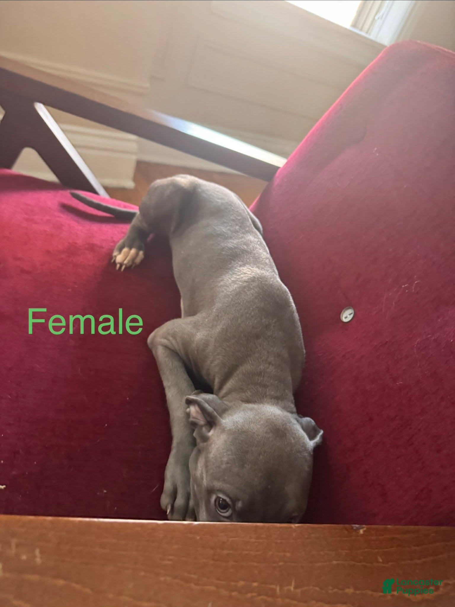 Mixed Breed dogs Mixed Breed 7 - Ad 36