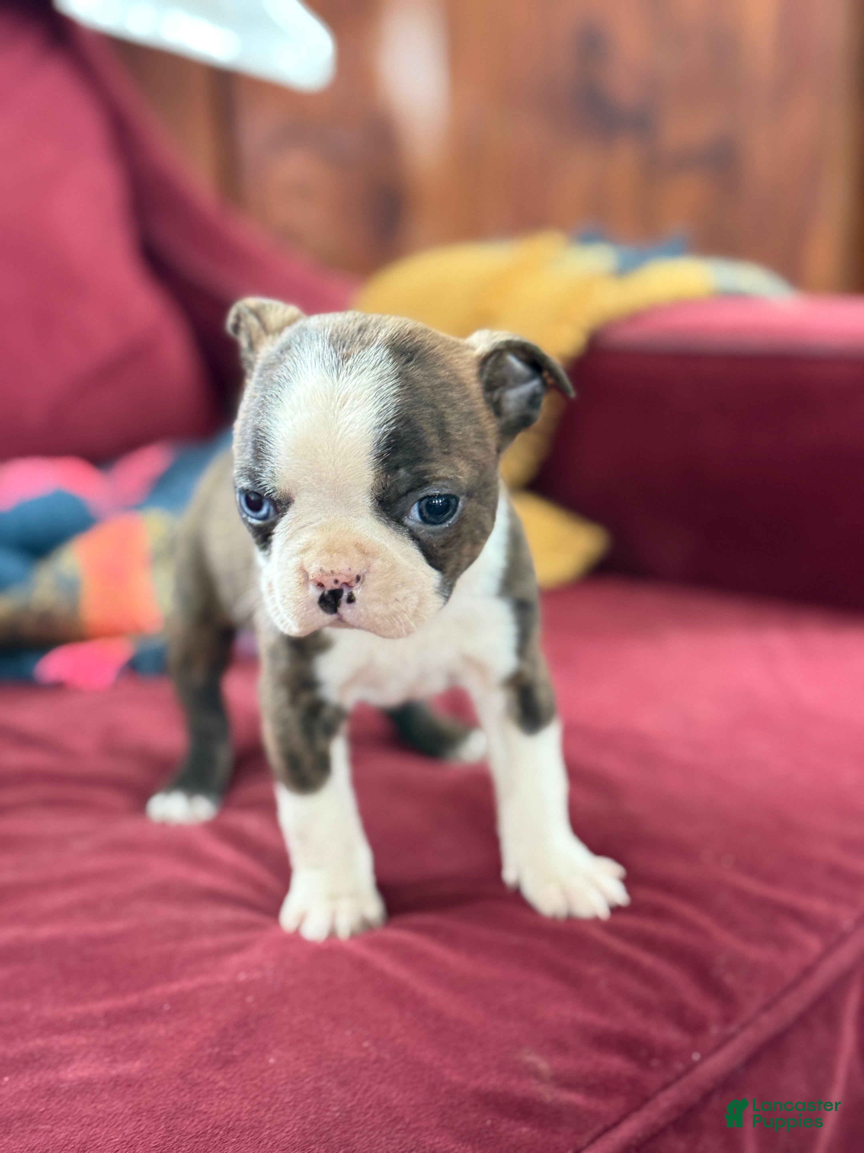 Boston Terrier dogs Bert - Ad 1