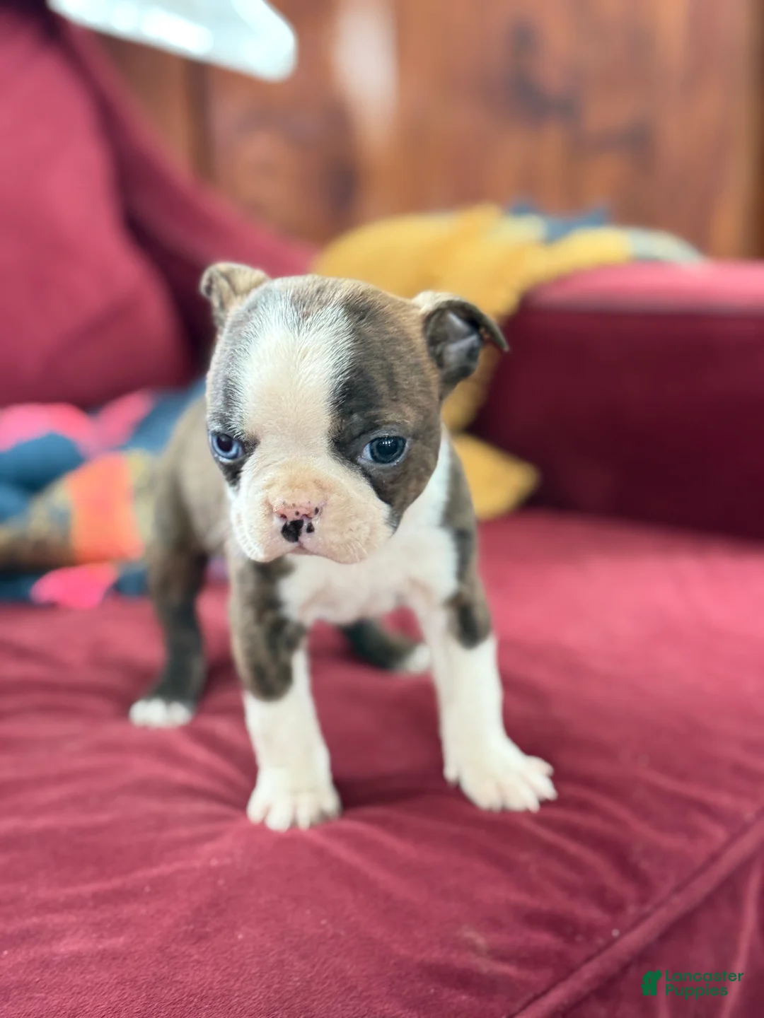 Boston Terrier dogs for sale: Bert - Ad 4