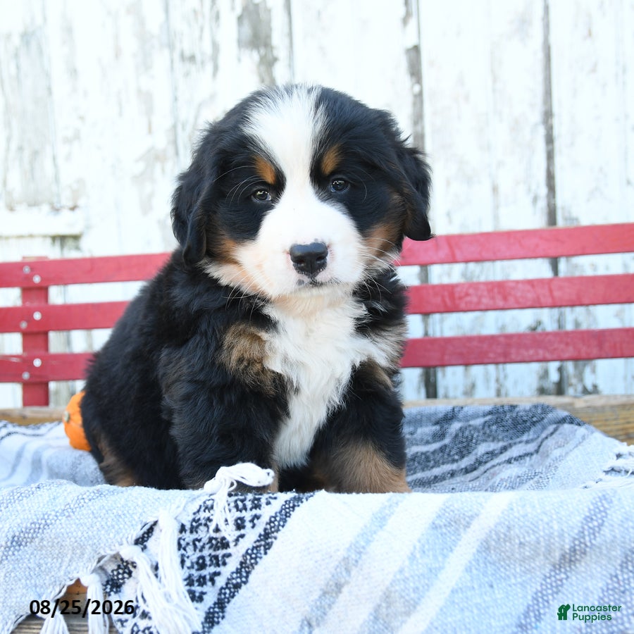 Bernese Mountain Dog dogs Colton - Ad 1