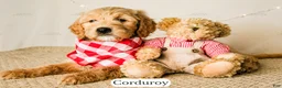Goldendoodle dogs for sale: Corduroy - Ad 8