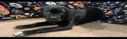 Cane Corso dogs for sale: Cane Corso socks - Ad 2