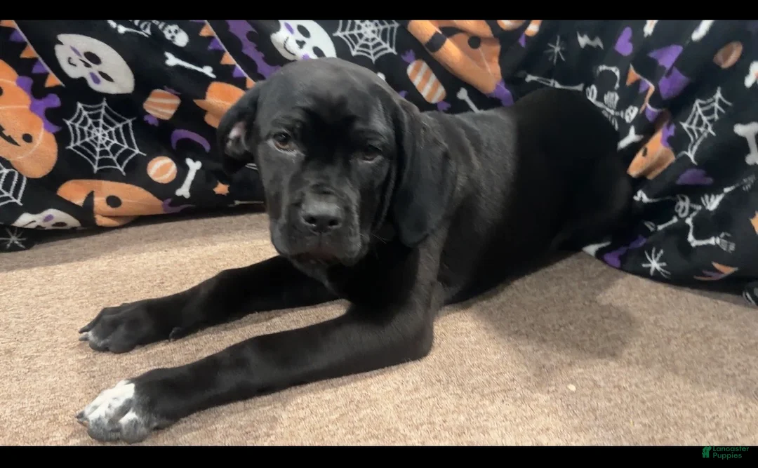 Cane Corso dogs for sale: Cane Corso socks - Ad 2