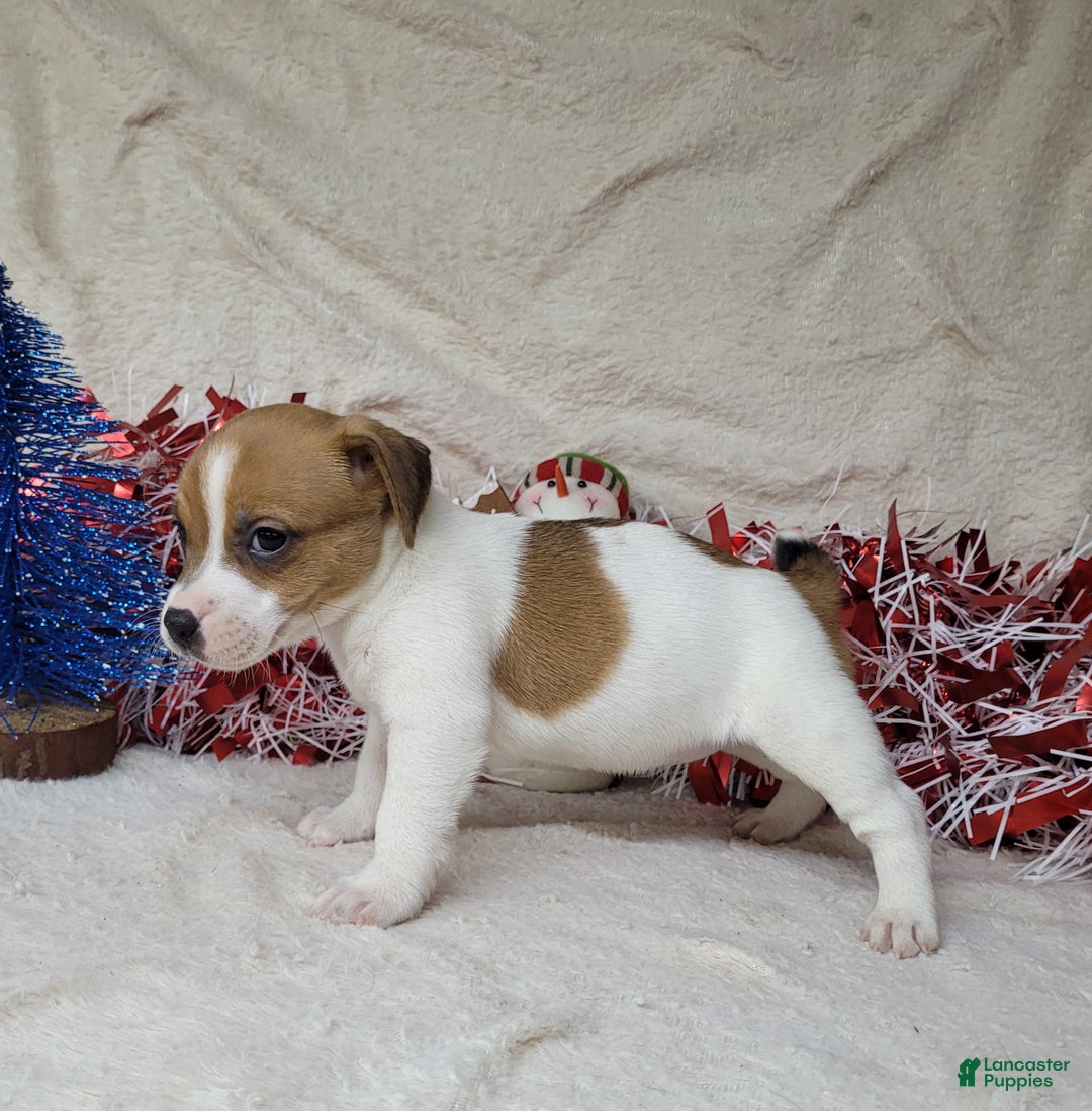 Jack Russell Terrier dogs for sale: FIDGET of Westfork  - Ad 4