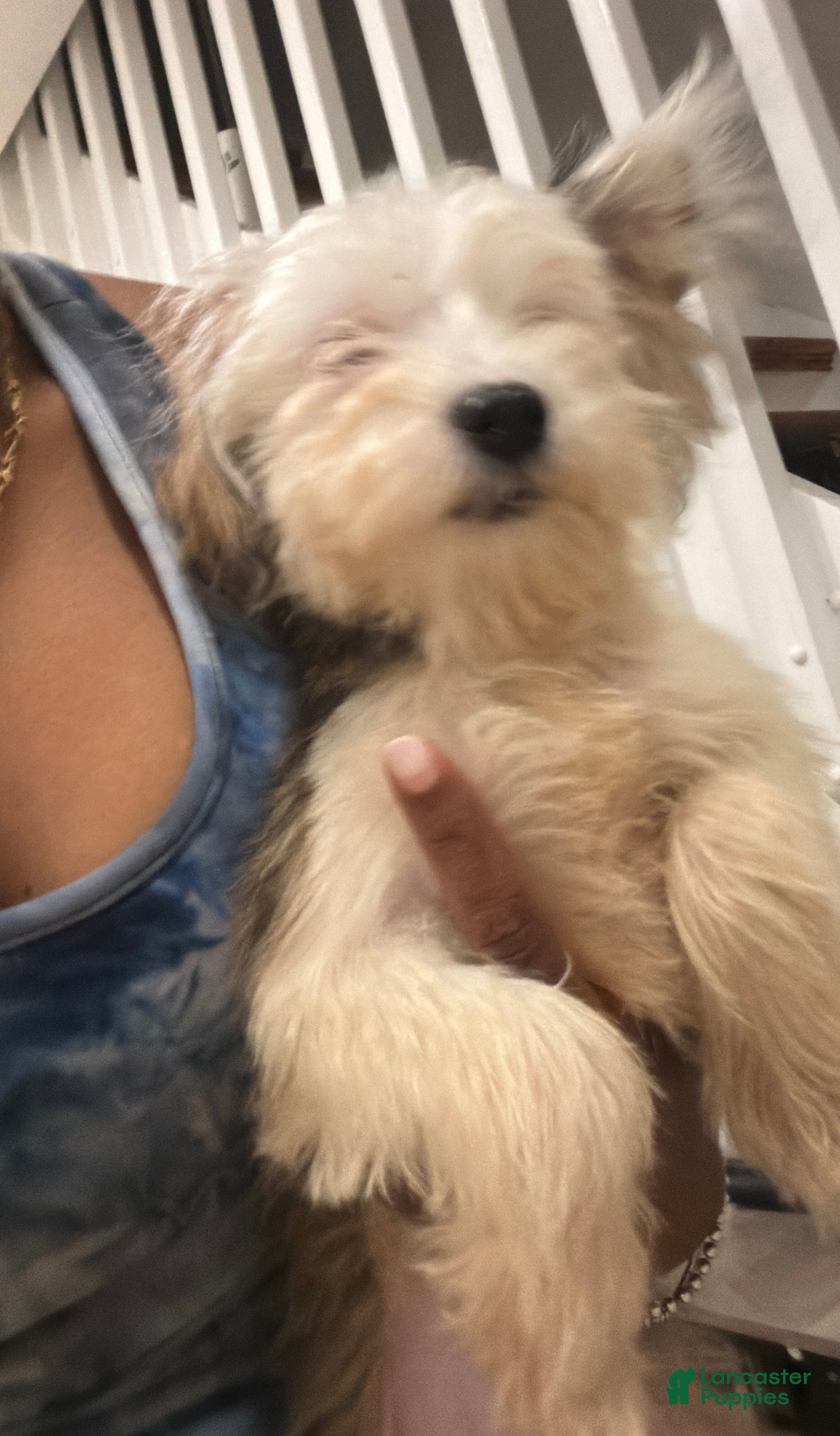 Mixed Breed dogs Mixed Breed 4 - Ad 39