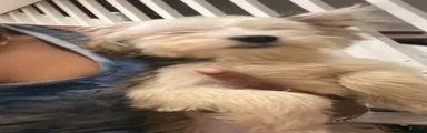 Mixed Breed 4