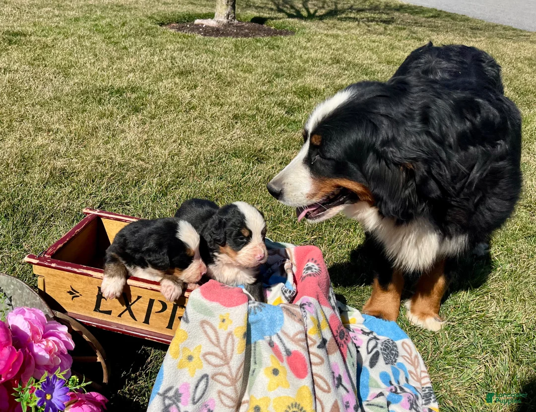 Bernese Mountain Dog dogs for sale: Chester🐾❤️Genetic Health Tested ❤️AKC🐾Hip Certified❤️Call 717-314-4241 - Ad 13
