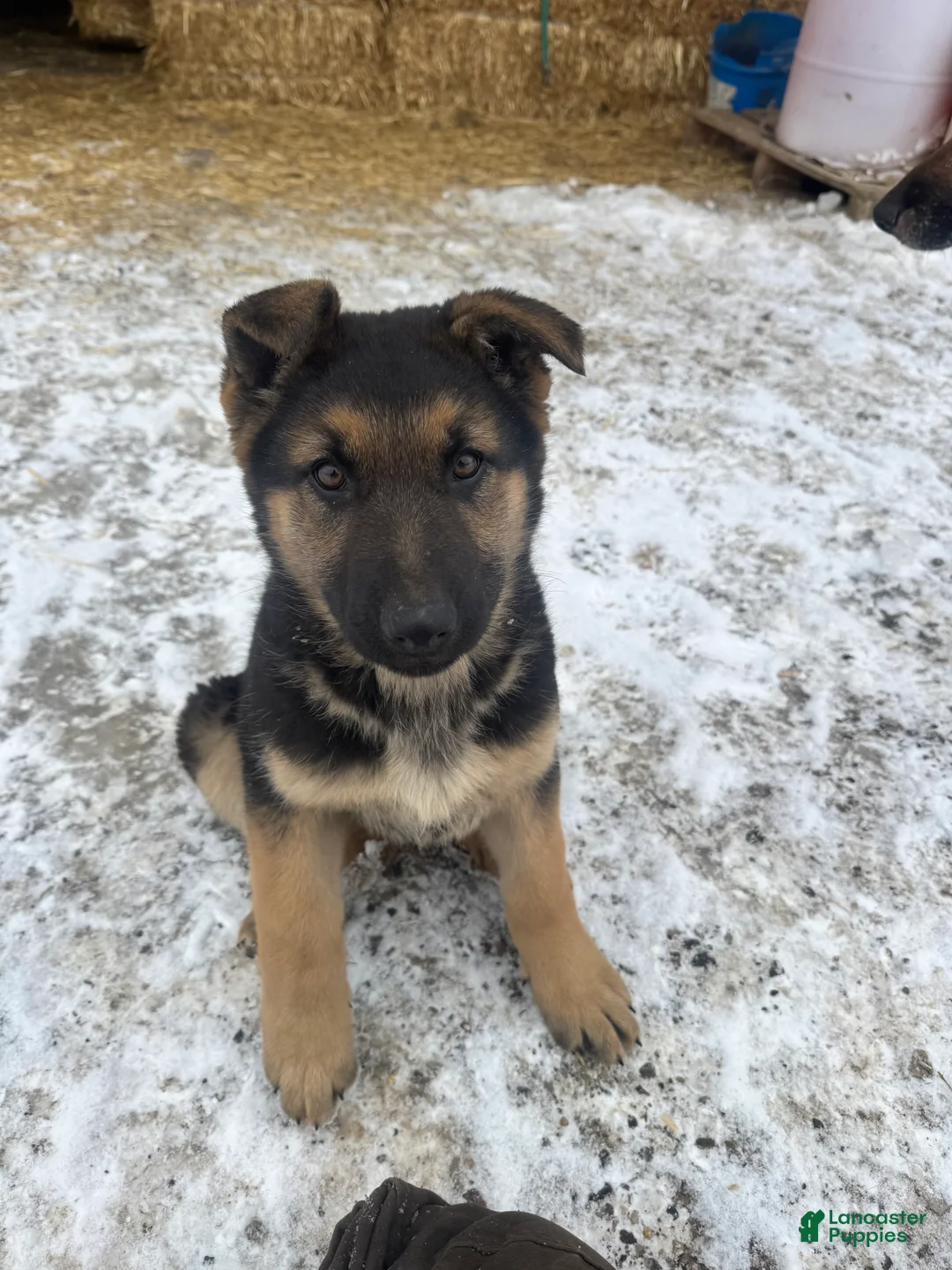 German Shepherd dogs for sale: Annie - Ad 5