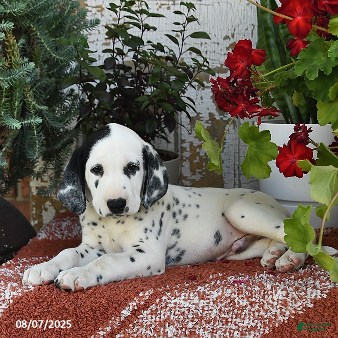 Goldmation Dog Golden Dalmatian Golden Retriever Dalmatian Mix For - Main Image