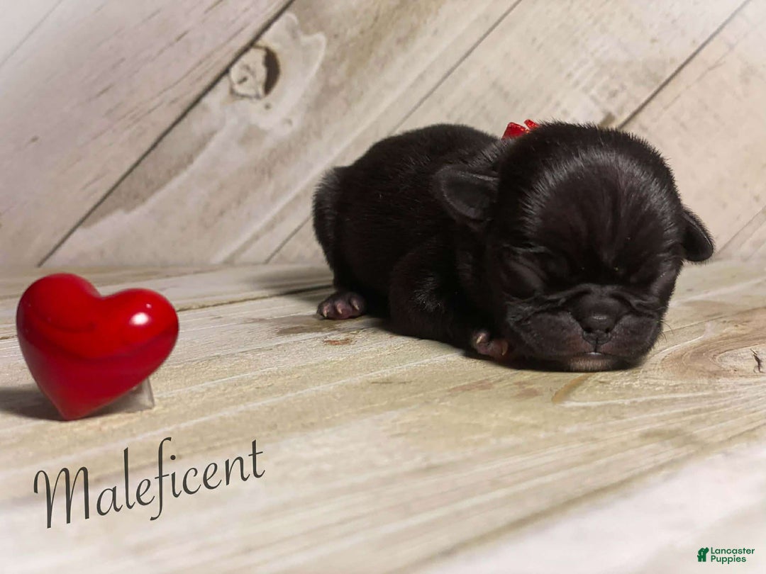 Pug dogs for sale: Maleficent - Ad 2