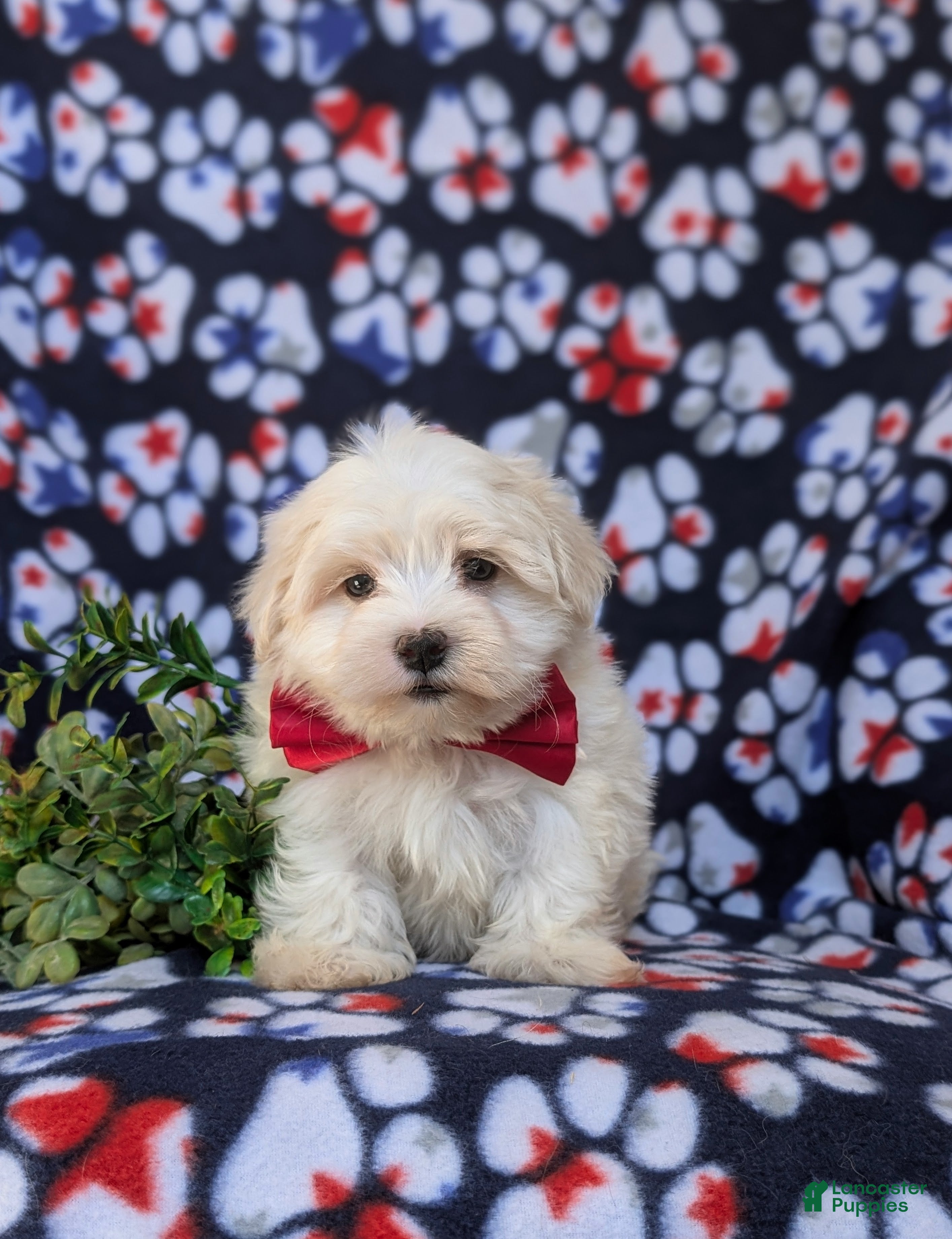 Maltese dogs Haden 7 lbs Full Grown - Ad 2