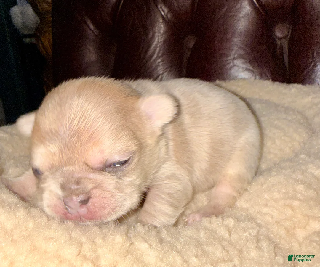 French Bulldog dogs for sale: French Bulldog Puppy 4 - Ad 6