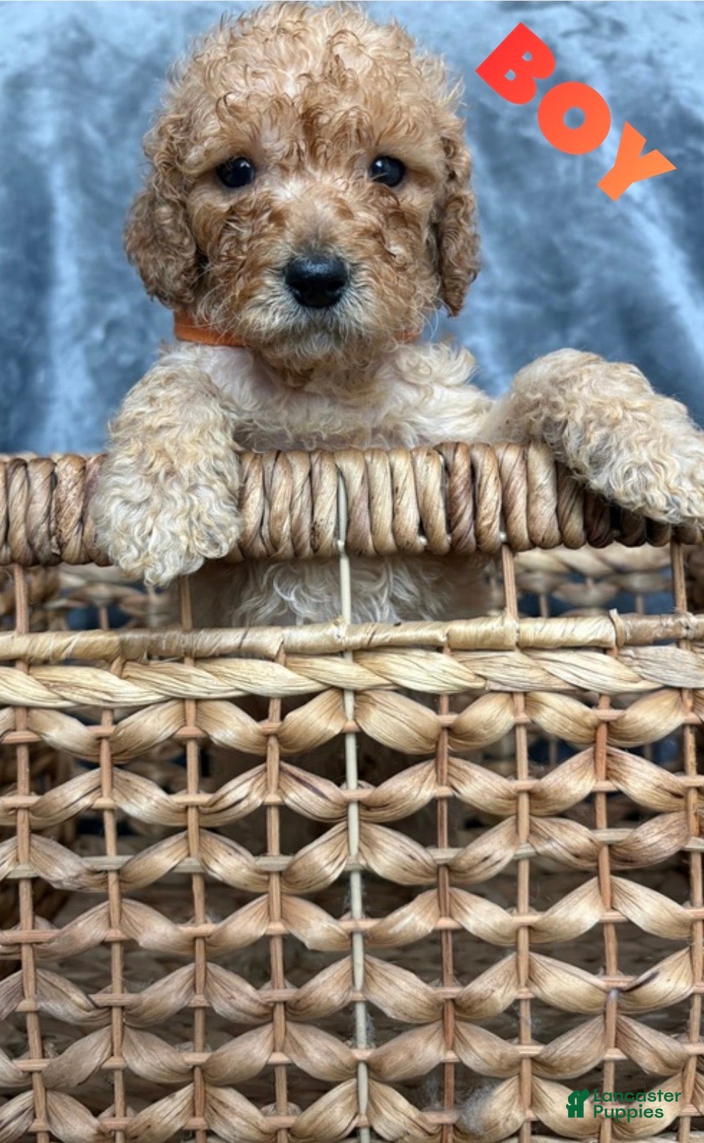 Goldendoodle dogs for sale: Goldendoodle Puppy 2 - Ad 4