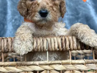 Goldendoodle dogs for sale: Goldendoodle Puppy 2 - Ad 4