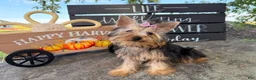 Yorkshire Terrier dogs for sale: Nicole Yorkshire Terrier  - Ad 10