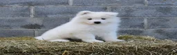 Samoyed dogs for sale: Aurora  - Ad 1