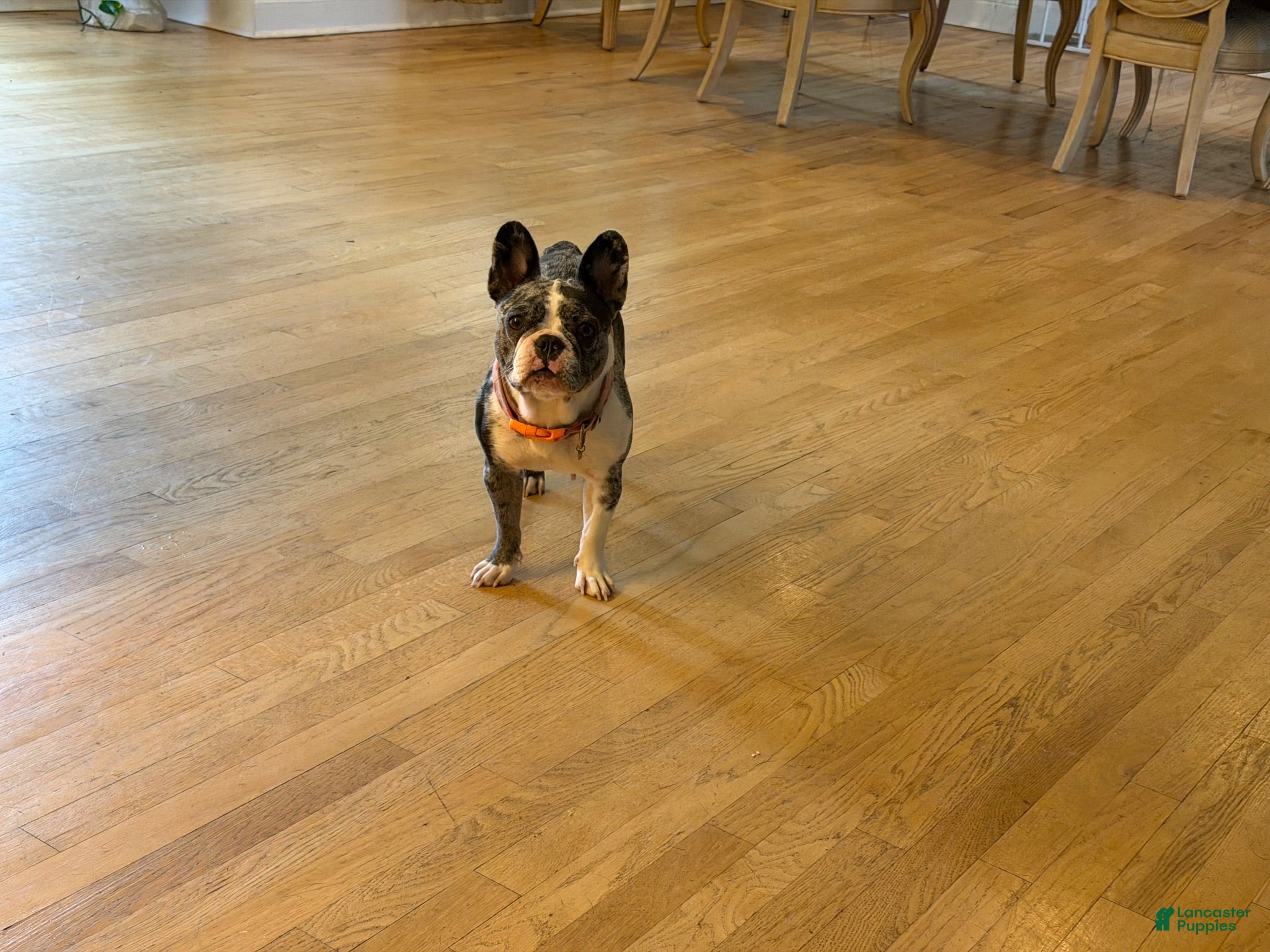 French Bulldog dogs Violet  - Ad 2