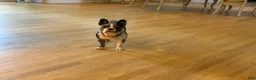 French Bulldog dogs for sale: Violet  - Ad 2