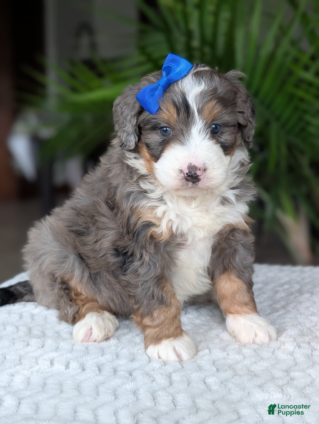 Mini Bernedoodle dogs for sale: Mini Riley  - Ad 15