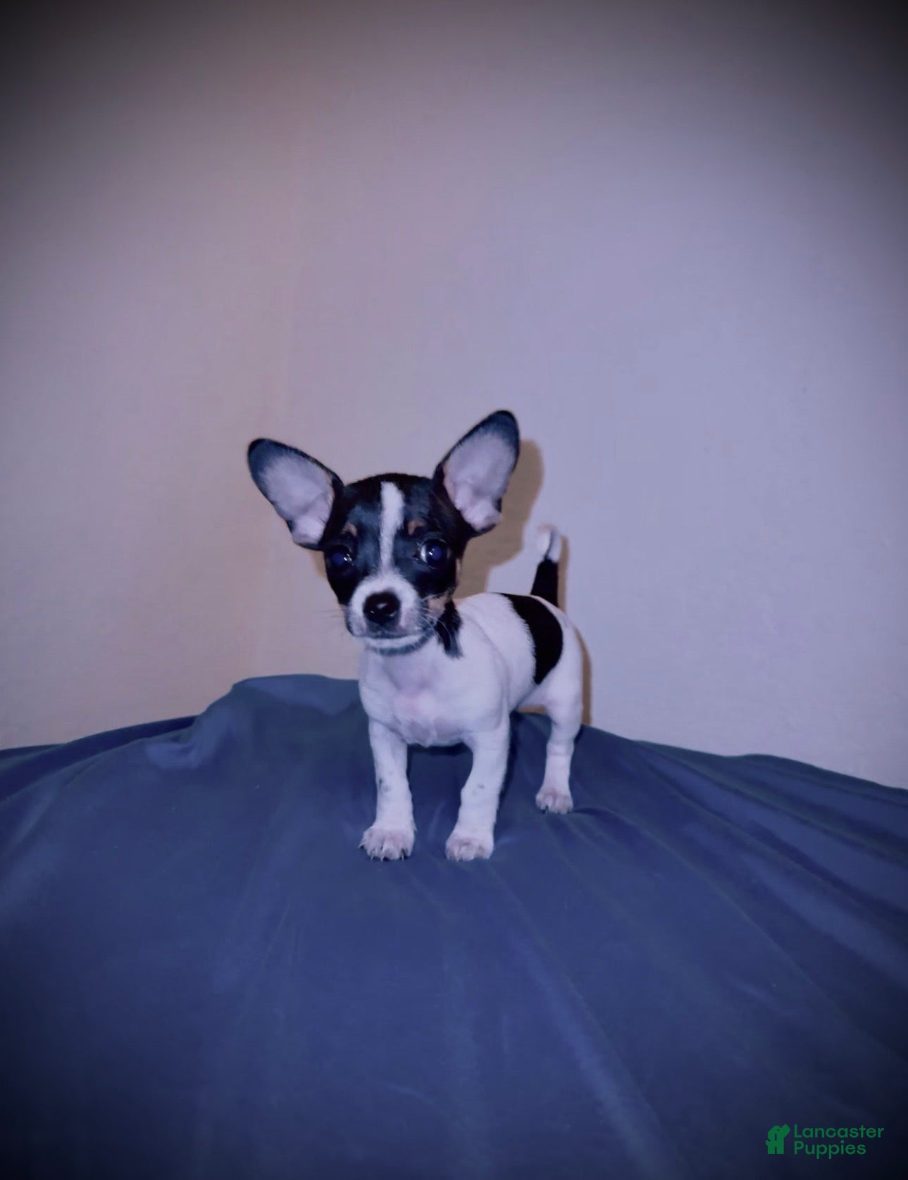 Chihuahua dogs Oreo  - Ad 14