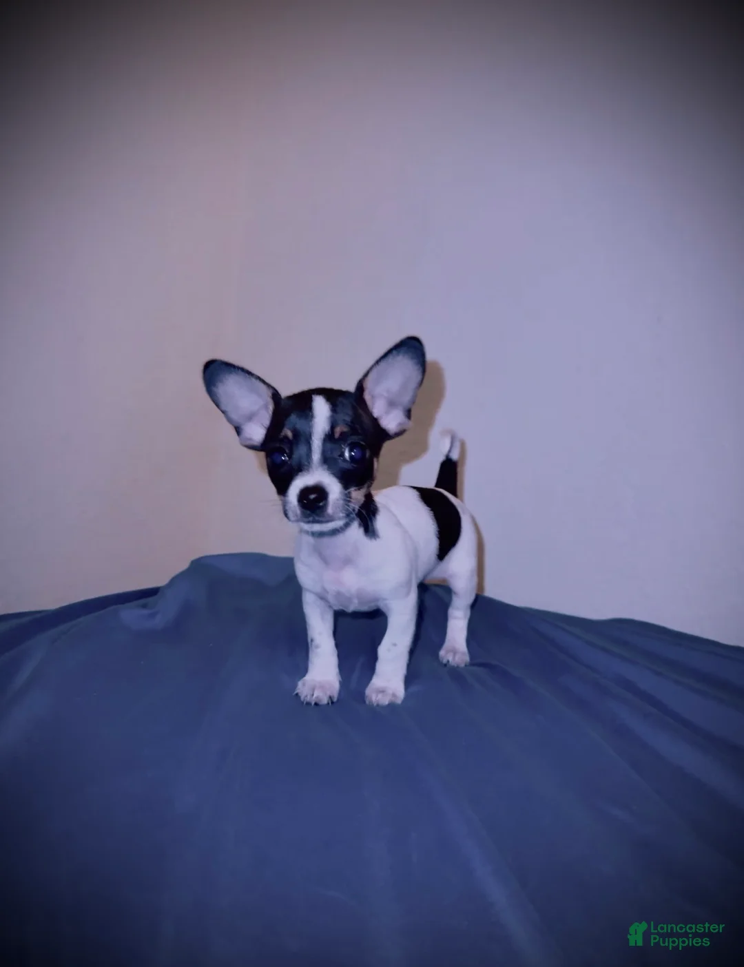 Chihuahua dogs for sale: Oreo  - Ad 1