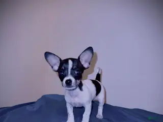 Chihuahua dogs Oreo - Ad 14