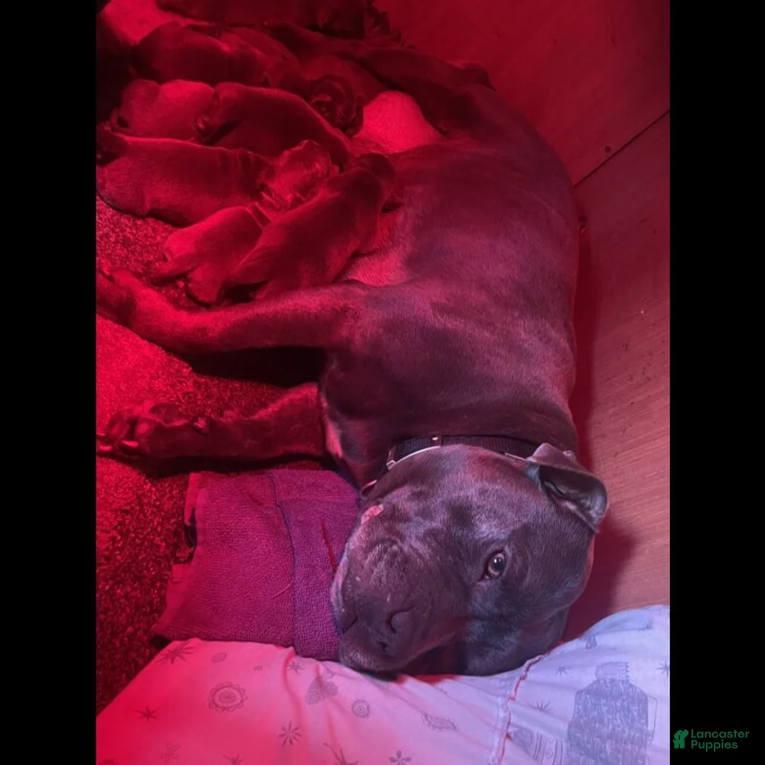 French Bulldog dogs for sale: French Bulldog Puppy 1 - Ad 2