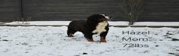 Mini Bernedoodle dogs for sale: Mindy - Ad 6