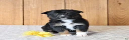 Miniature Australian Shepherd dogs for sale: Dolly - Ad 5