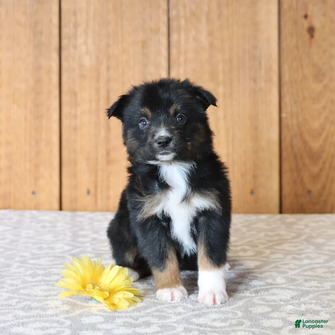 Miniature Australian Shepherd dogs for sale: Dolly - Ad 5