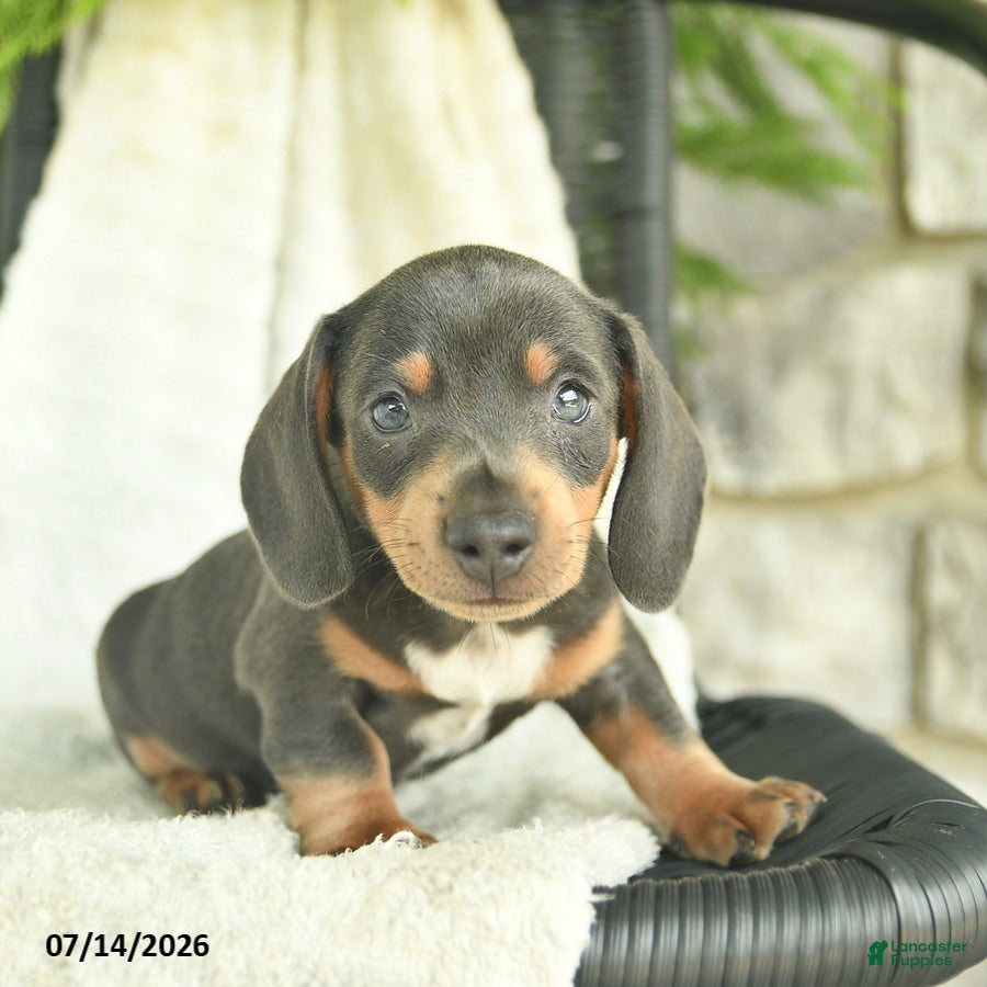 Miniature Dachshund dogs Gilbert  - Ad 1