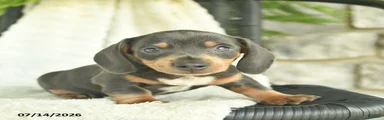 Gilbert 