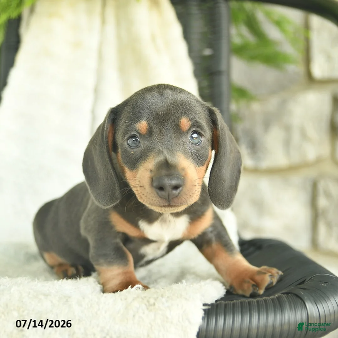 Miniature Dachshund dogs for sale: Gilbert  - Ad 1