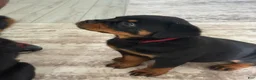 Rottweiler dogs for sale: Belize  - Ad 12