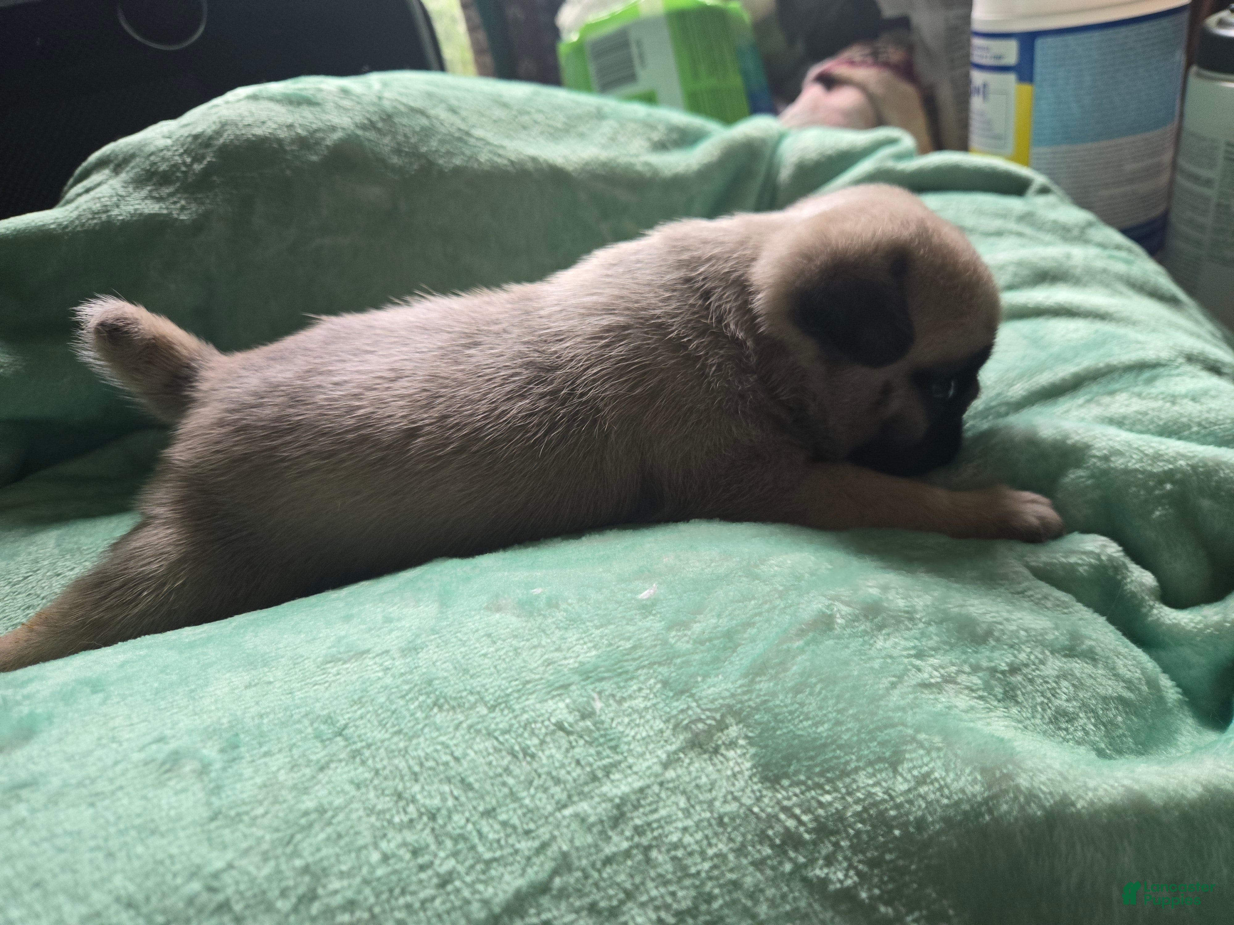 Pug dogs Pug Male 2 - Ad 2