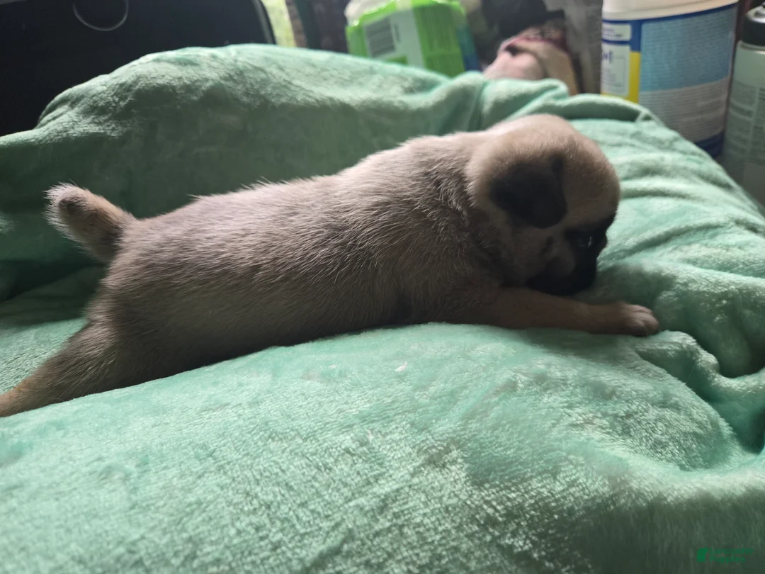 Pug dogs for sale: Pug Male 2 - Ad 2