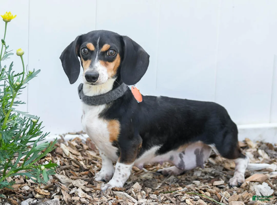 Miniature Dachshund dogs for sale: Becca - Ad 6