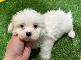 Mixed Breed dogs Joe - Ad 41