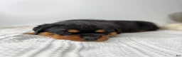 Rottweiler dogs for sale: Rottweiler 3 - Ad 8