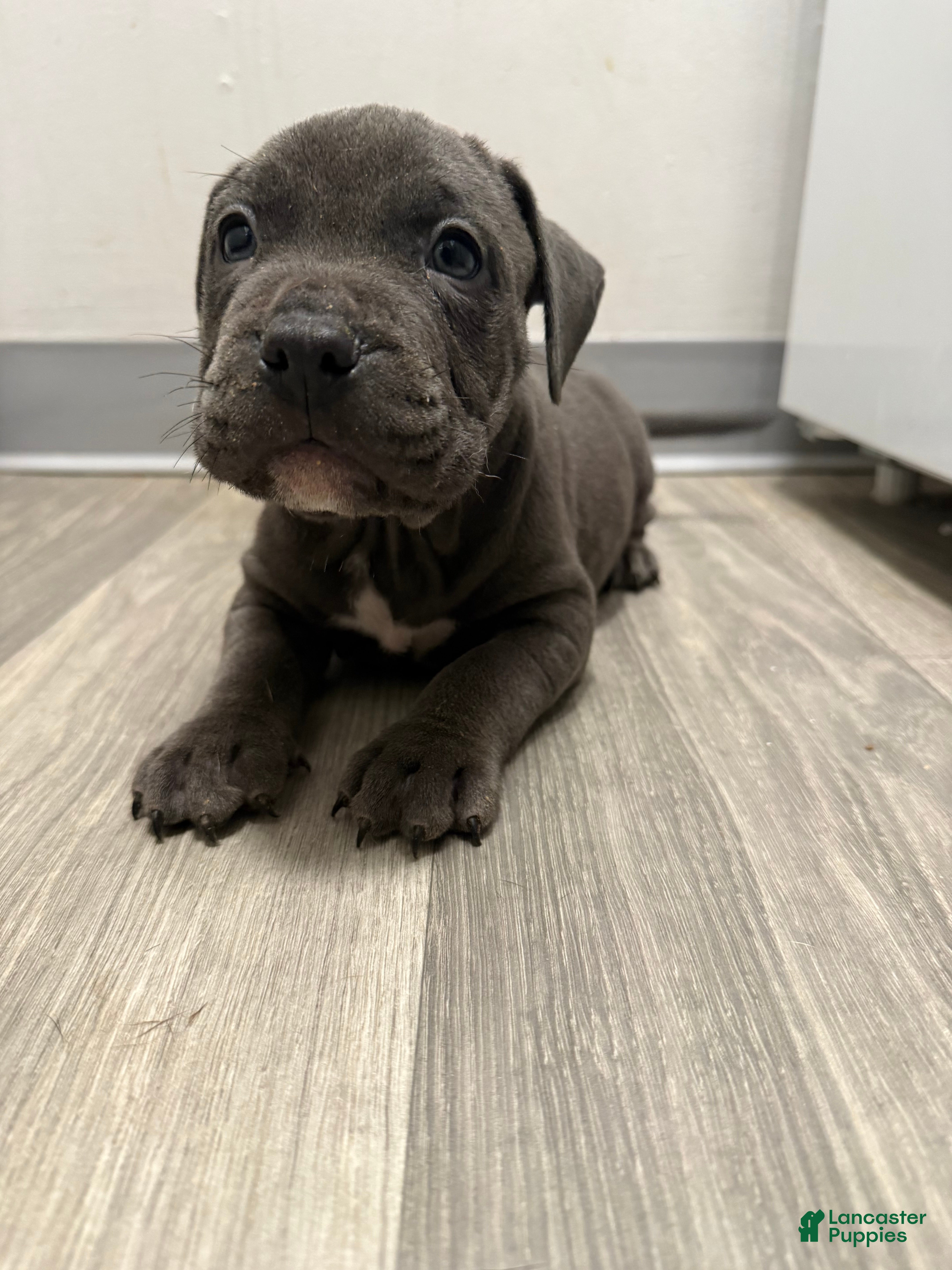 Mixed Breed dogs Pyper - Ad 22