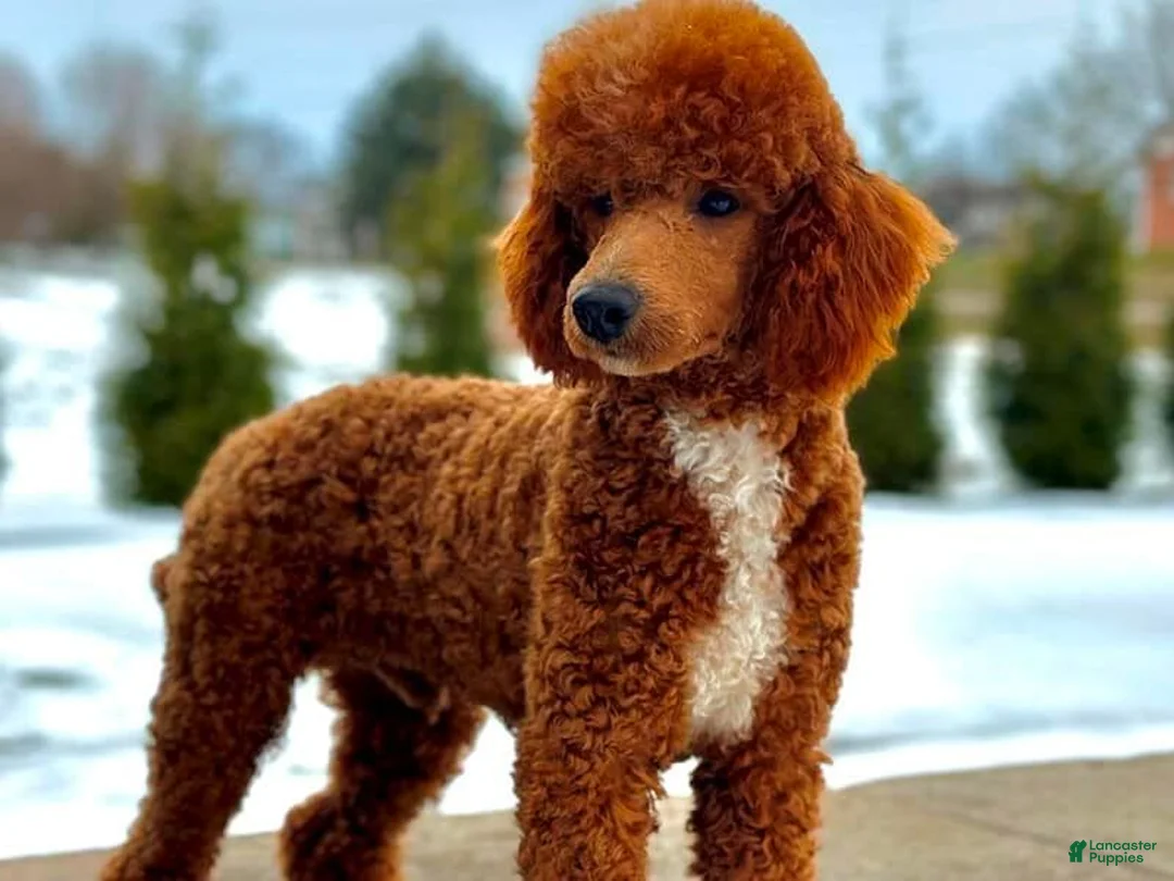 Mini Goldendoodle dogs for sale: Raichel - Ad 7