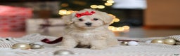 Maltipoo dogs for sale: Camila - Ad 5